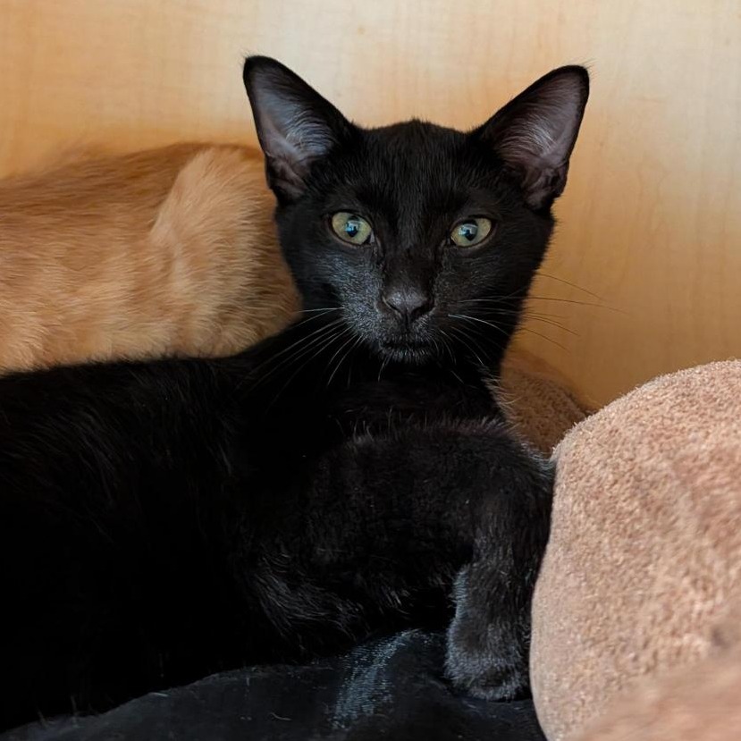 BEAU - Domestic Shorthair available for adoption