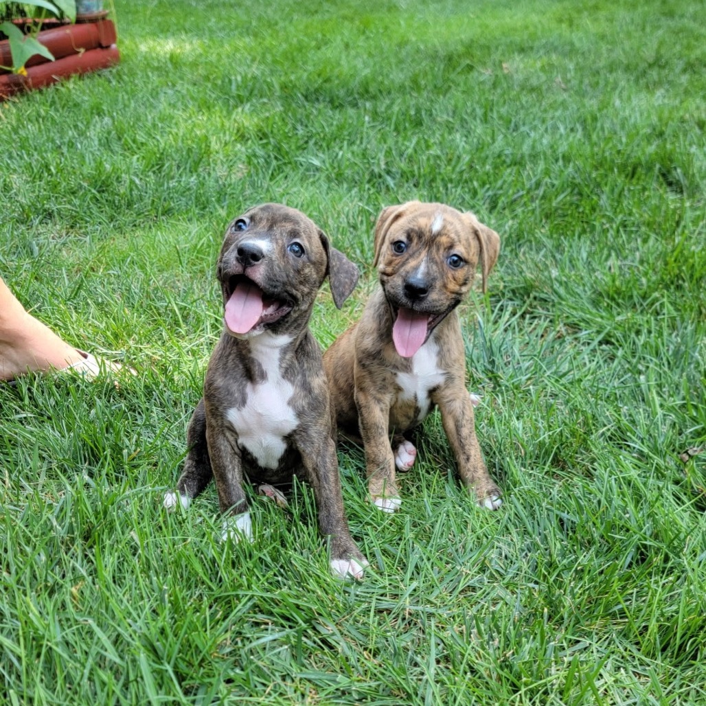 Miami Puppy - Willow, photo 7