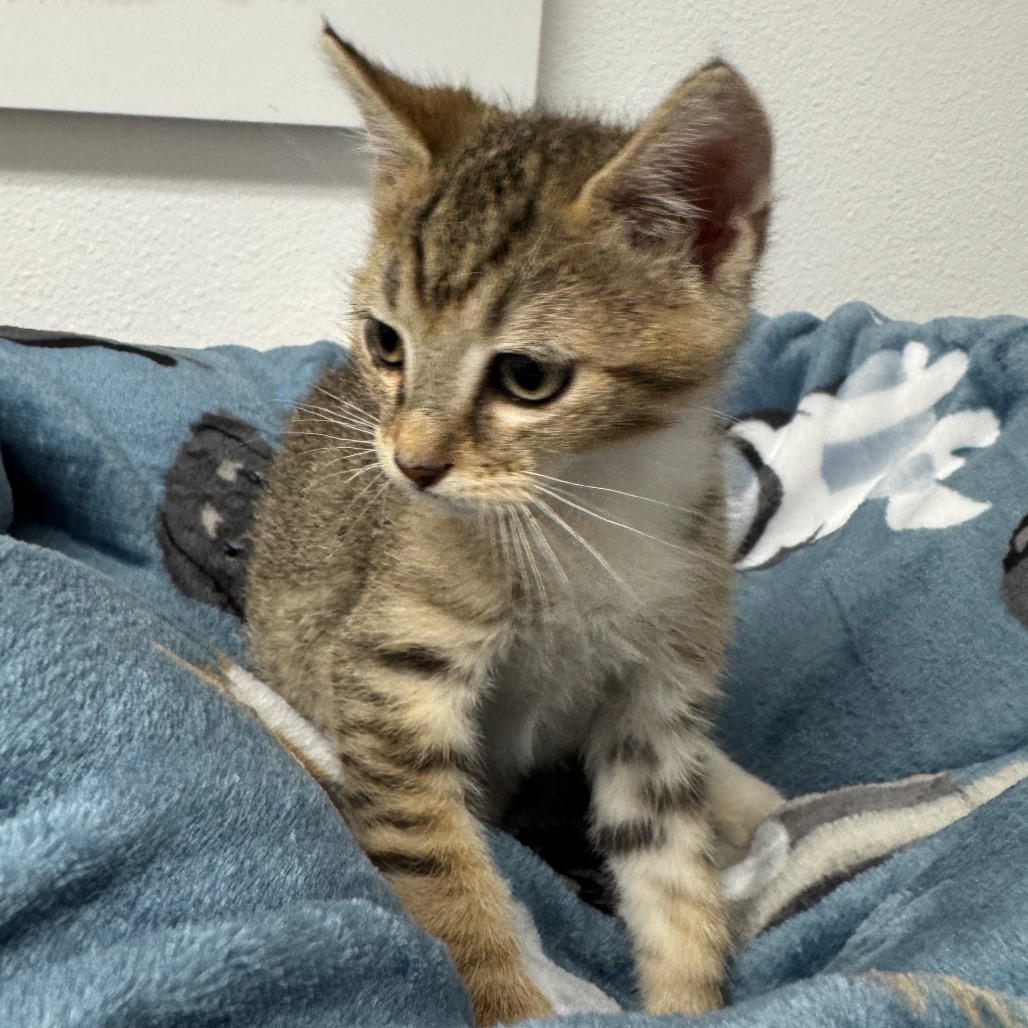 BRANCH - Domestic Shorthair available for adoption