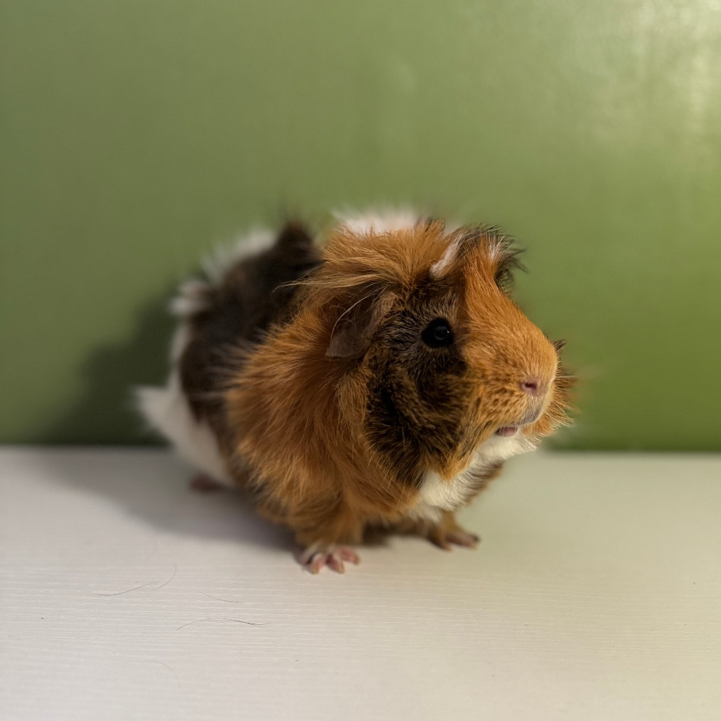 Lord Piggington--In Foster, photo 4