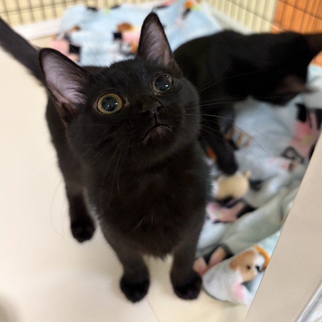 Photo of Panther