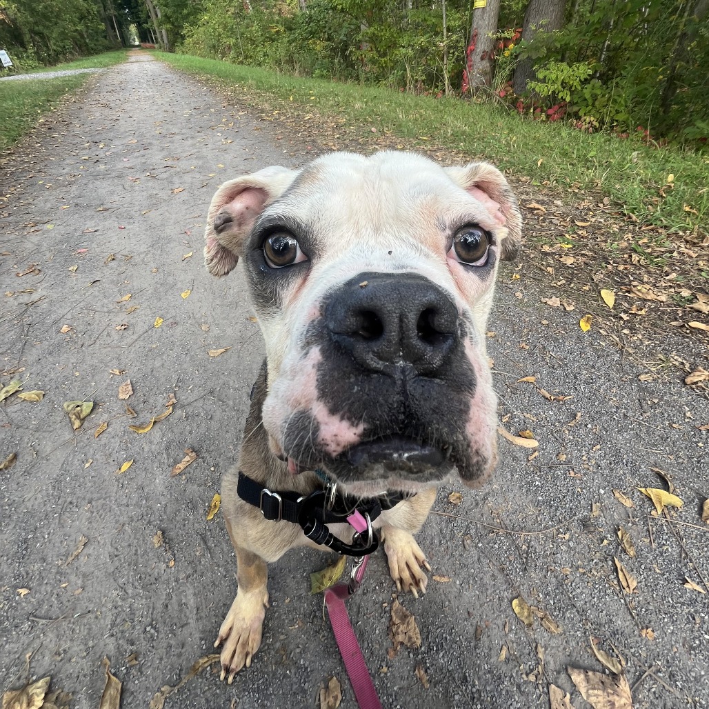 Lollypop Farm - Chuck Roast