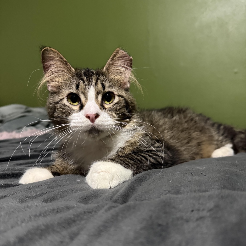 GIZMO - Domestic Medium Hair available for adoption