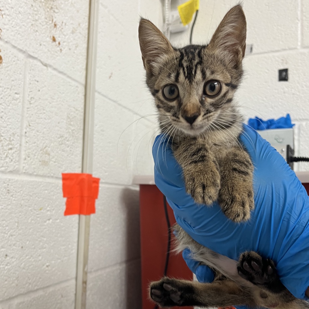 FELINE TORCH - Domestic Shorthair available for adoption