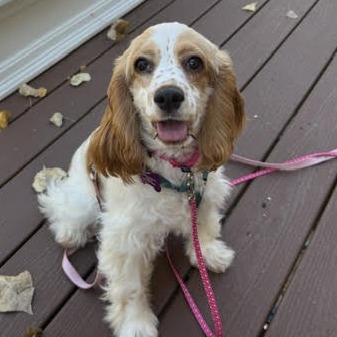 Eloise