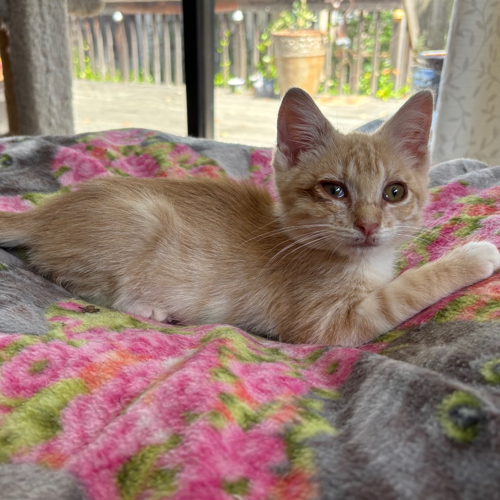 Chicken in a Biskit - Domestic Shorthair