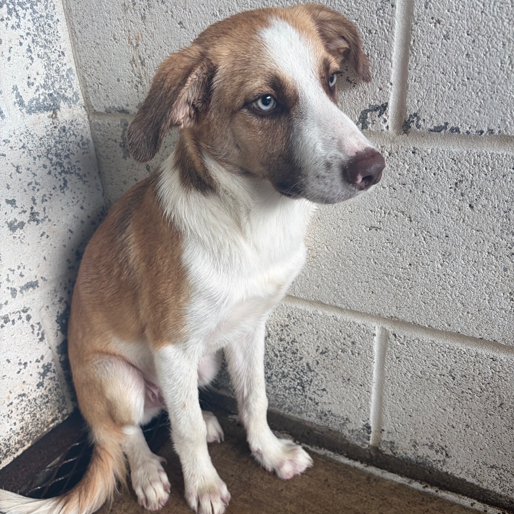 EACS-STRAY-199678_2 - Retriever / Labrador available for adoption