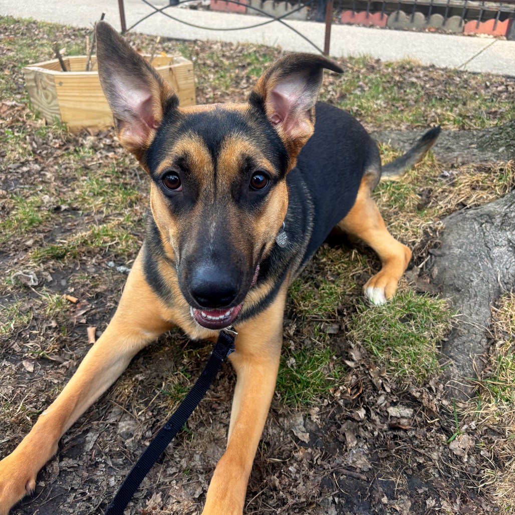 Poppy — thumbnail 4