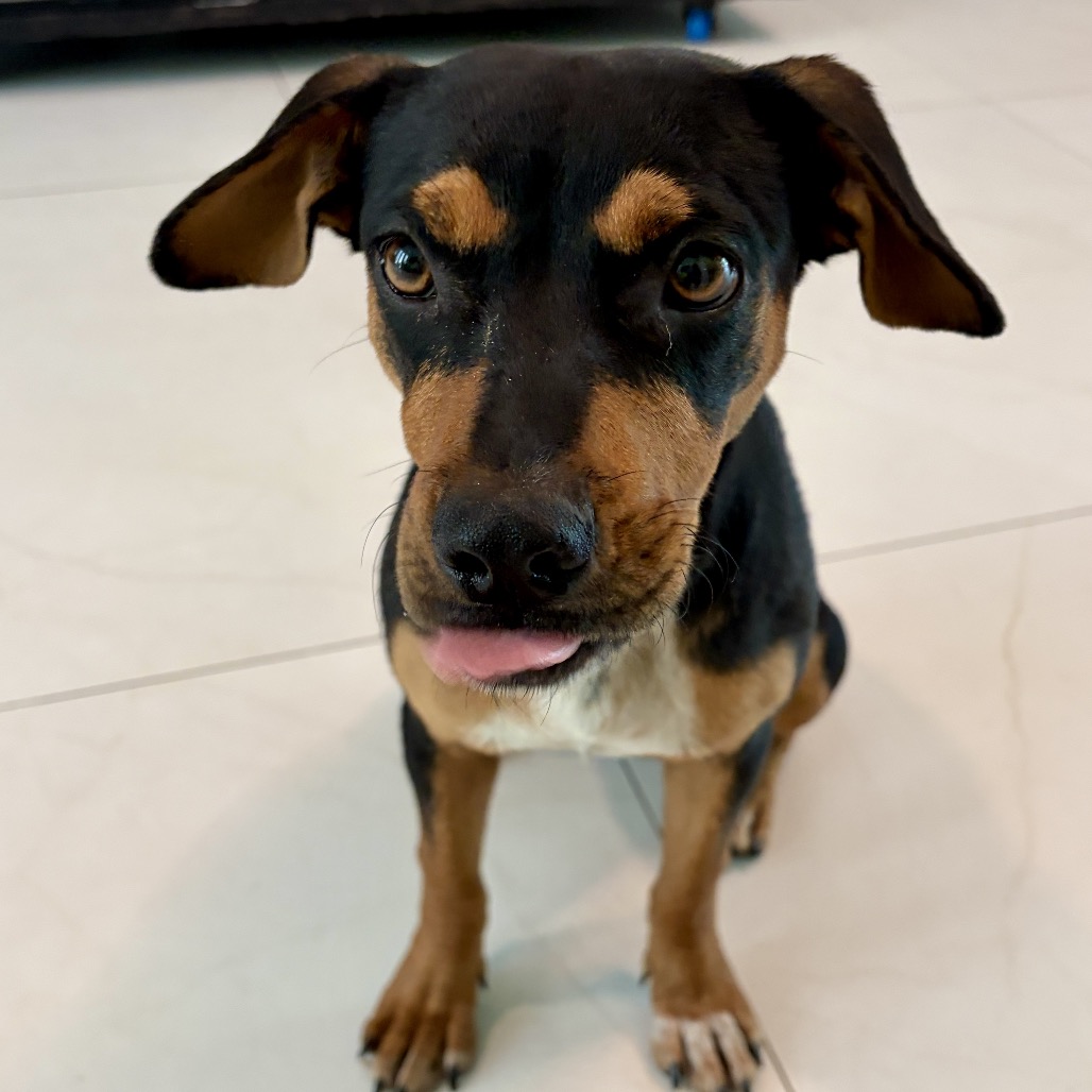 PRADA - Chihuahua / Mixed Breed (Small) available for adoption