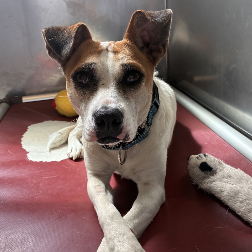 PATSY - Mixed Breed (Medium) available for adoption