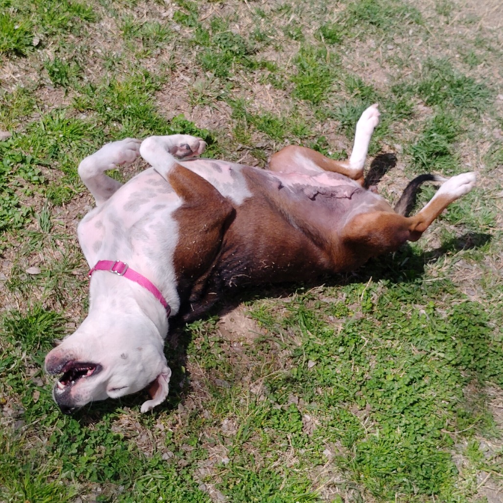 Darcy photo 4
