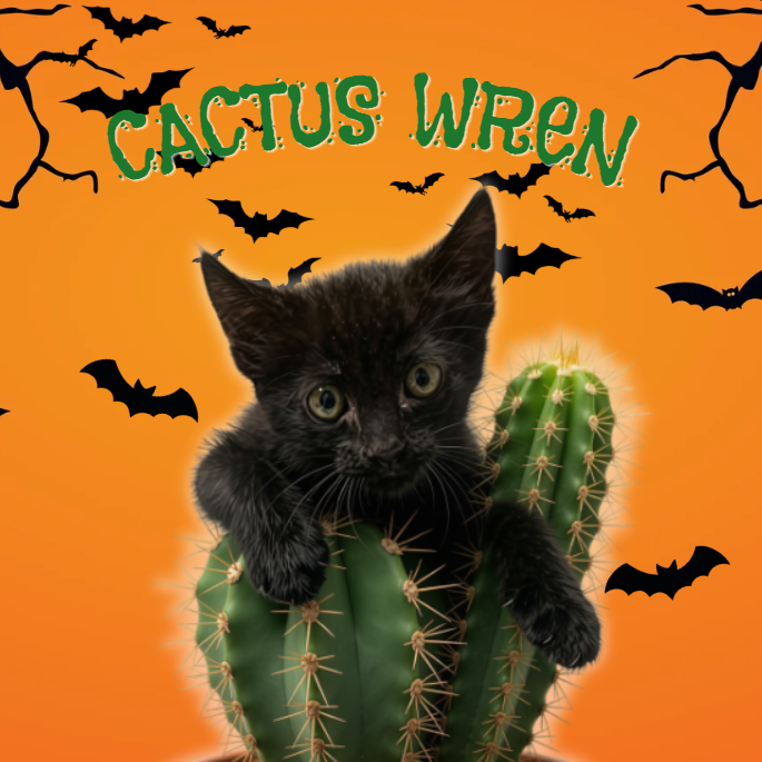 CACTUS WREN - Domestic Shorthair available for adoption