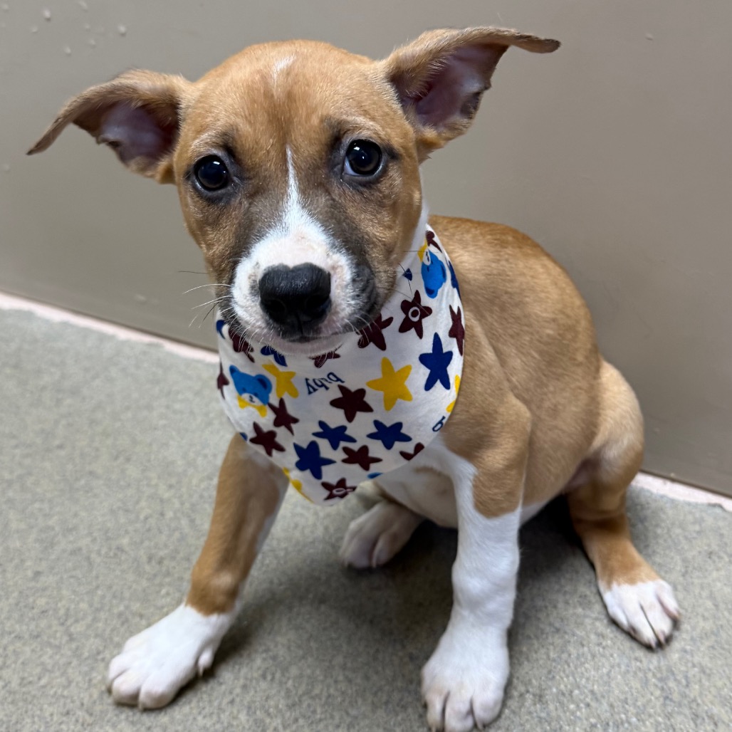 Kennel#34b Bonbon's preview photo