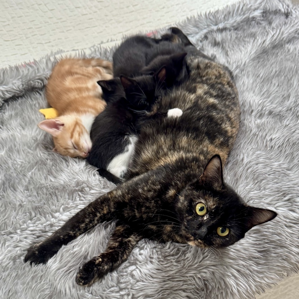 MINTY - Domestic Shorthair for adoption in Silver Spring