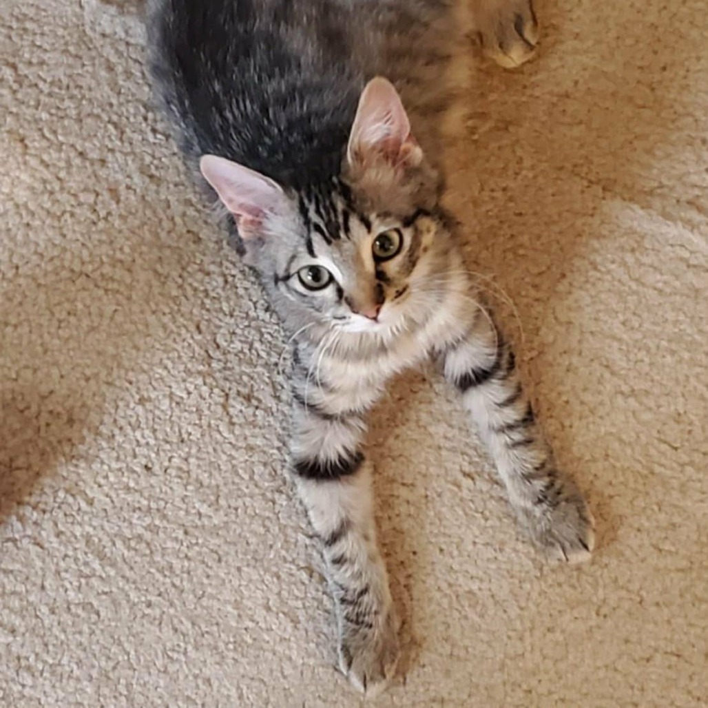 Marbles