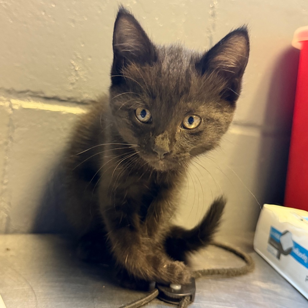 Tusc Stray 84763