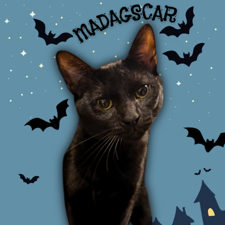 MADAGASCAR - Domestic Shorthair for adoption in Mesa