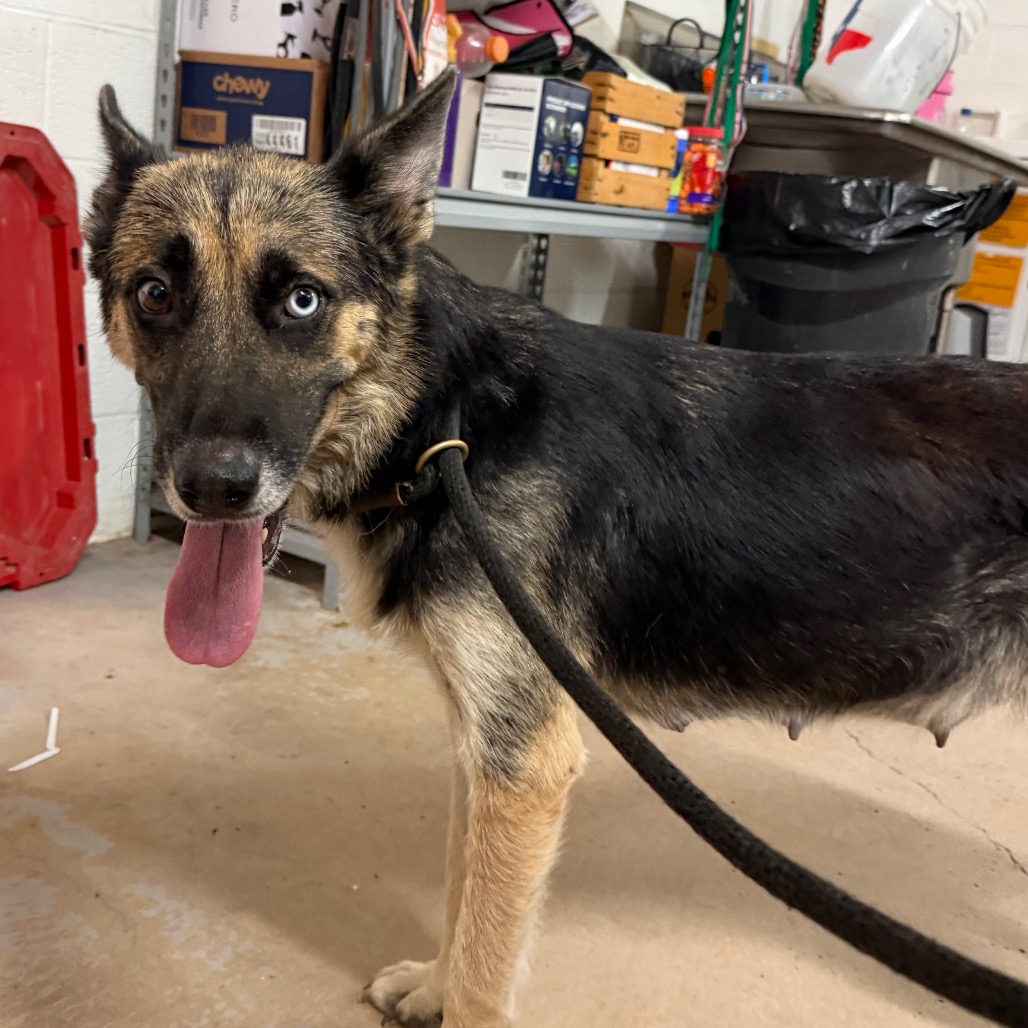 JAZZY - Shepherd / German available for adoption