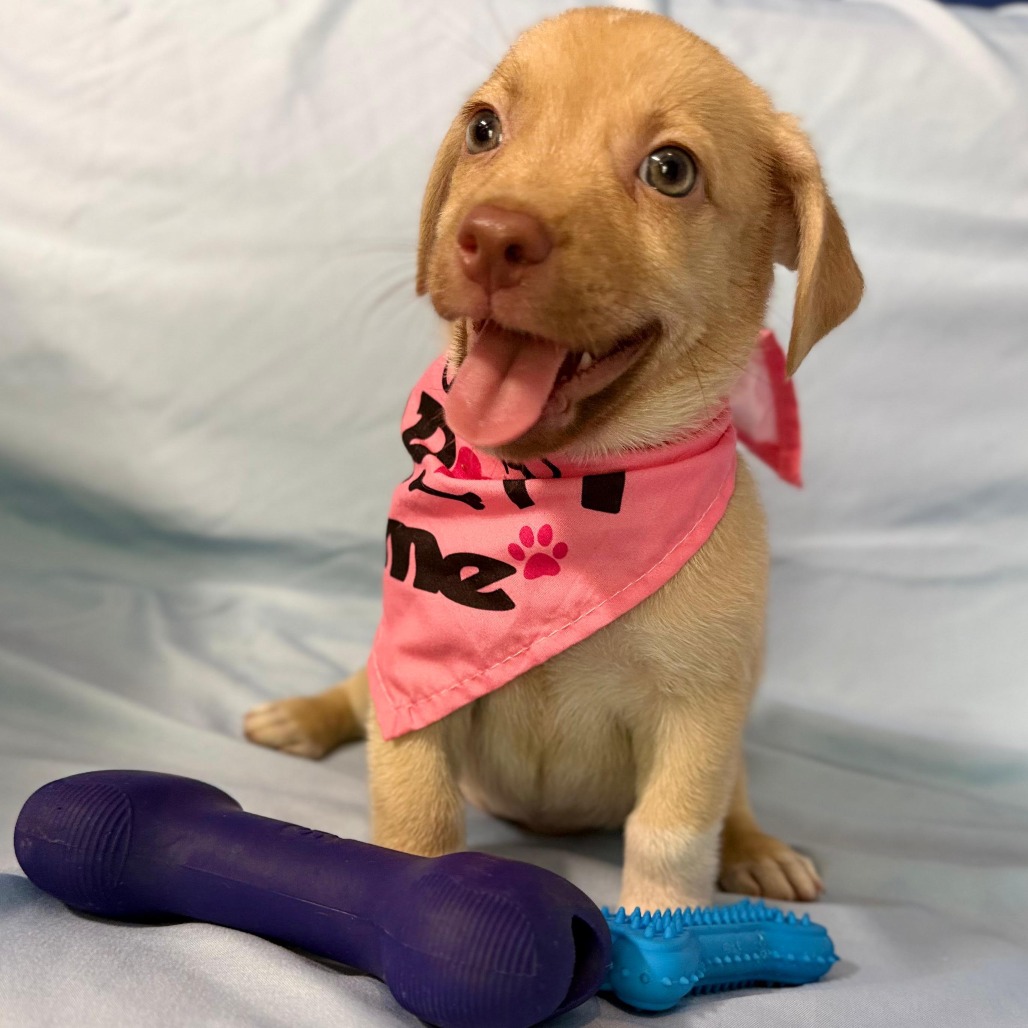 SARY - Retriever, Labrador / Mix available for adoption