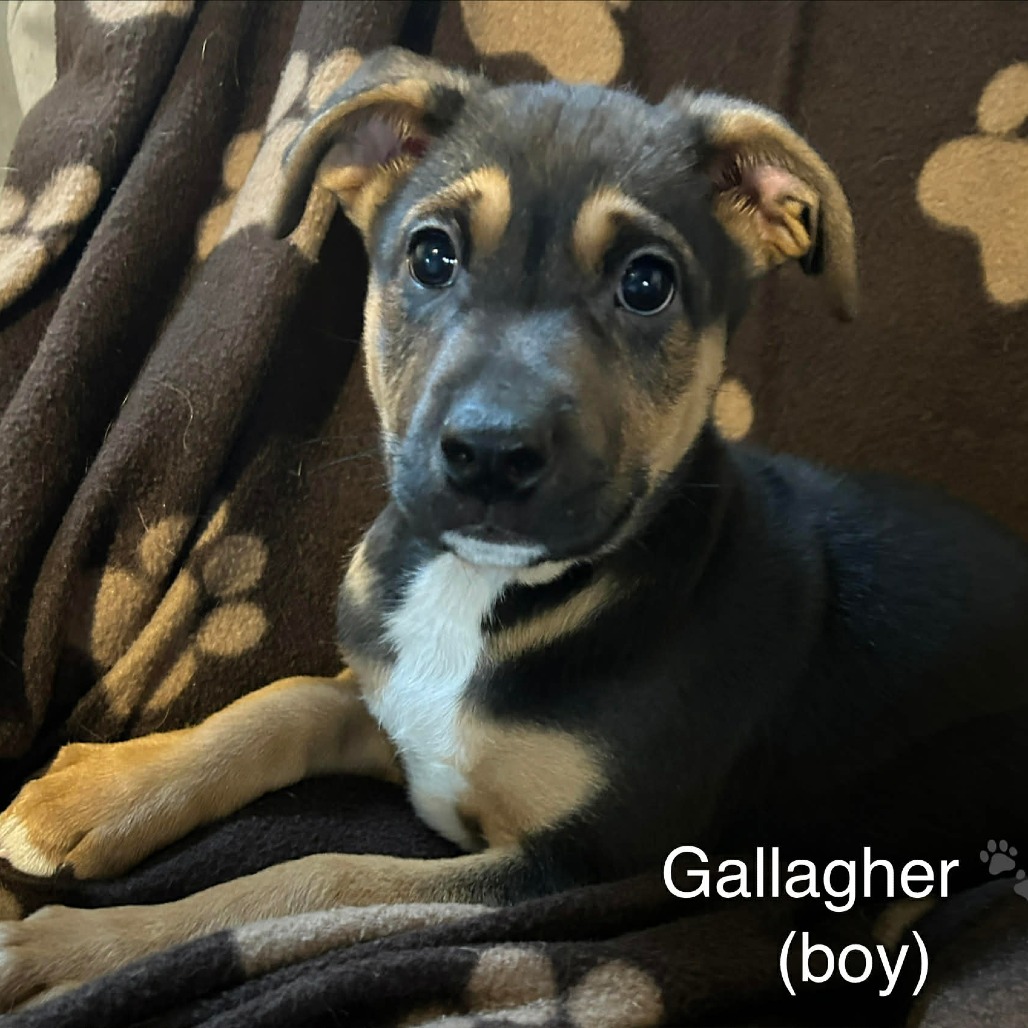 Gallagher
