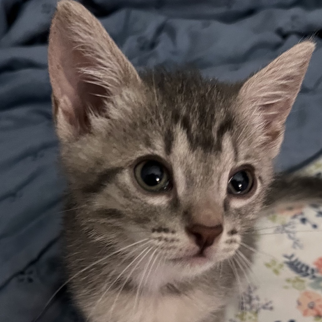Larry Boy Image