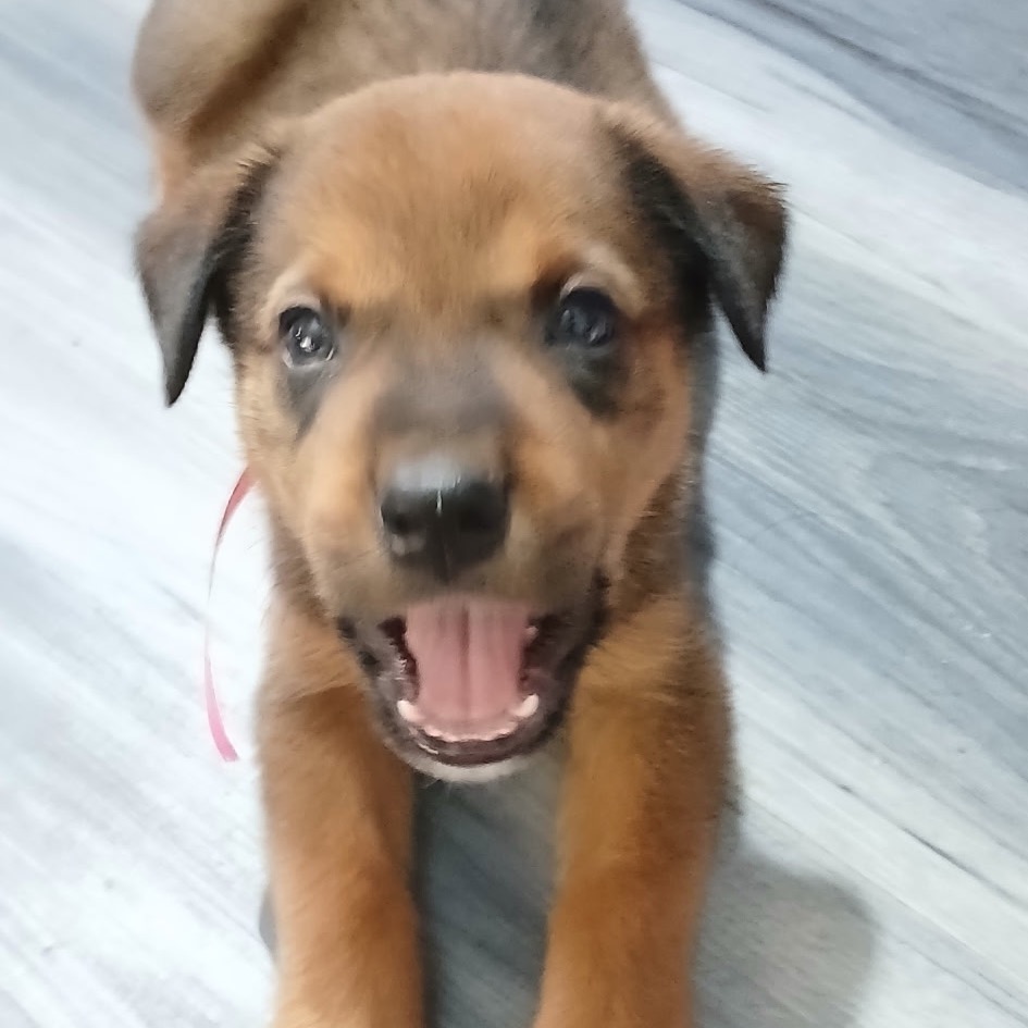 CHASE - Shepherd available for adoption