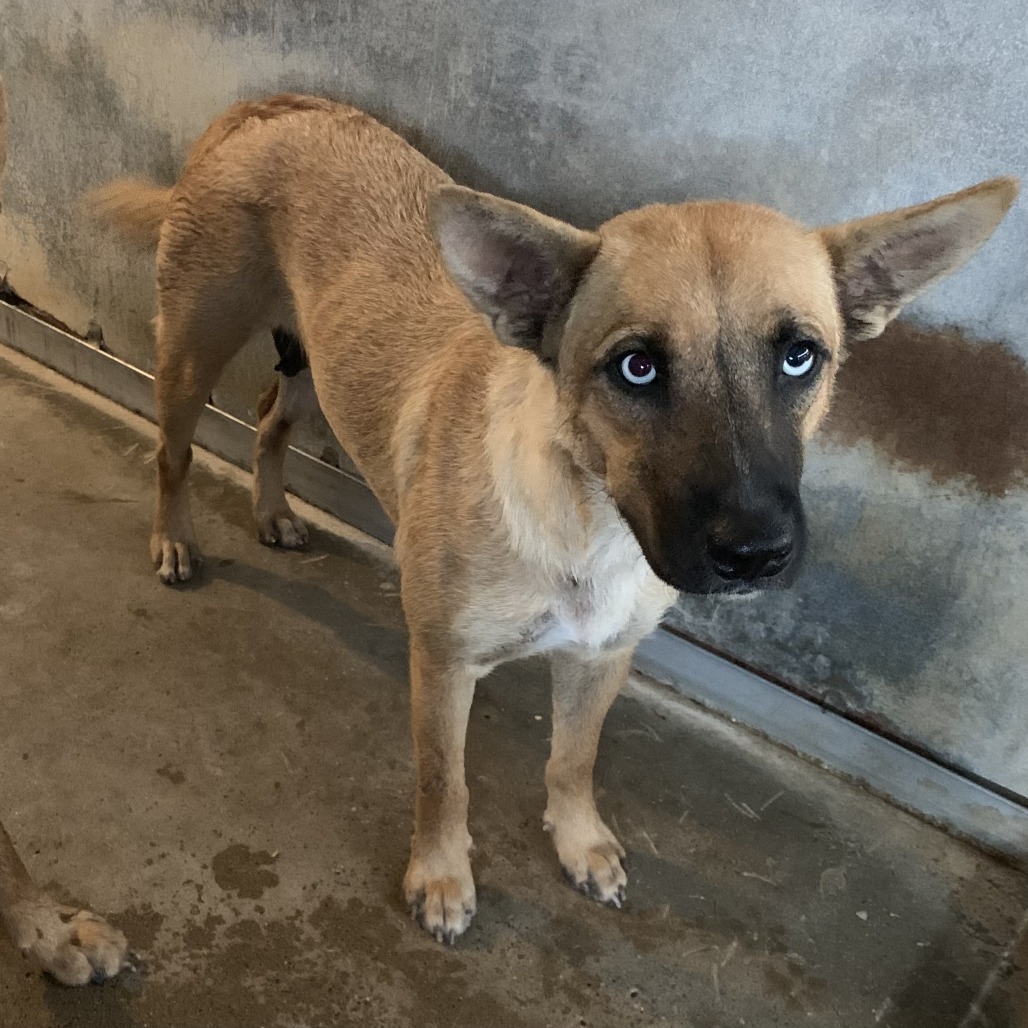 LYRA - Shepherd available for adoption