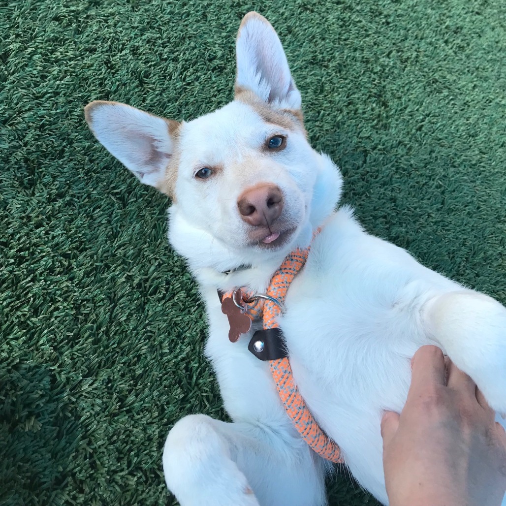 Ollie — thumbnail 2