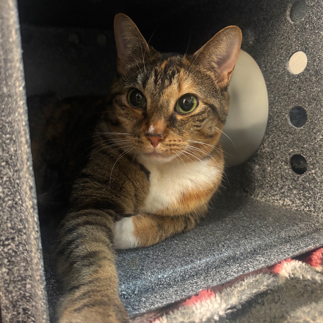 Hera — thumbnail 3