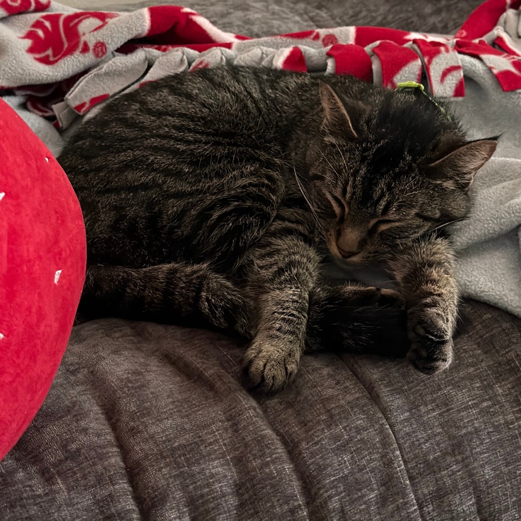 LILO - Domestic Shorthair available for adoption