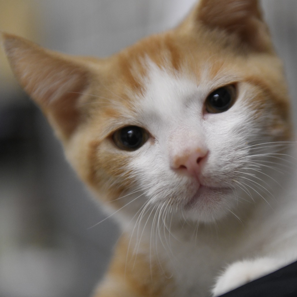 Ikaika - Domestic Shorthair