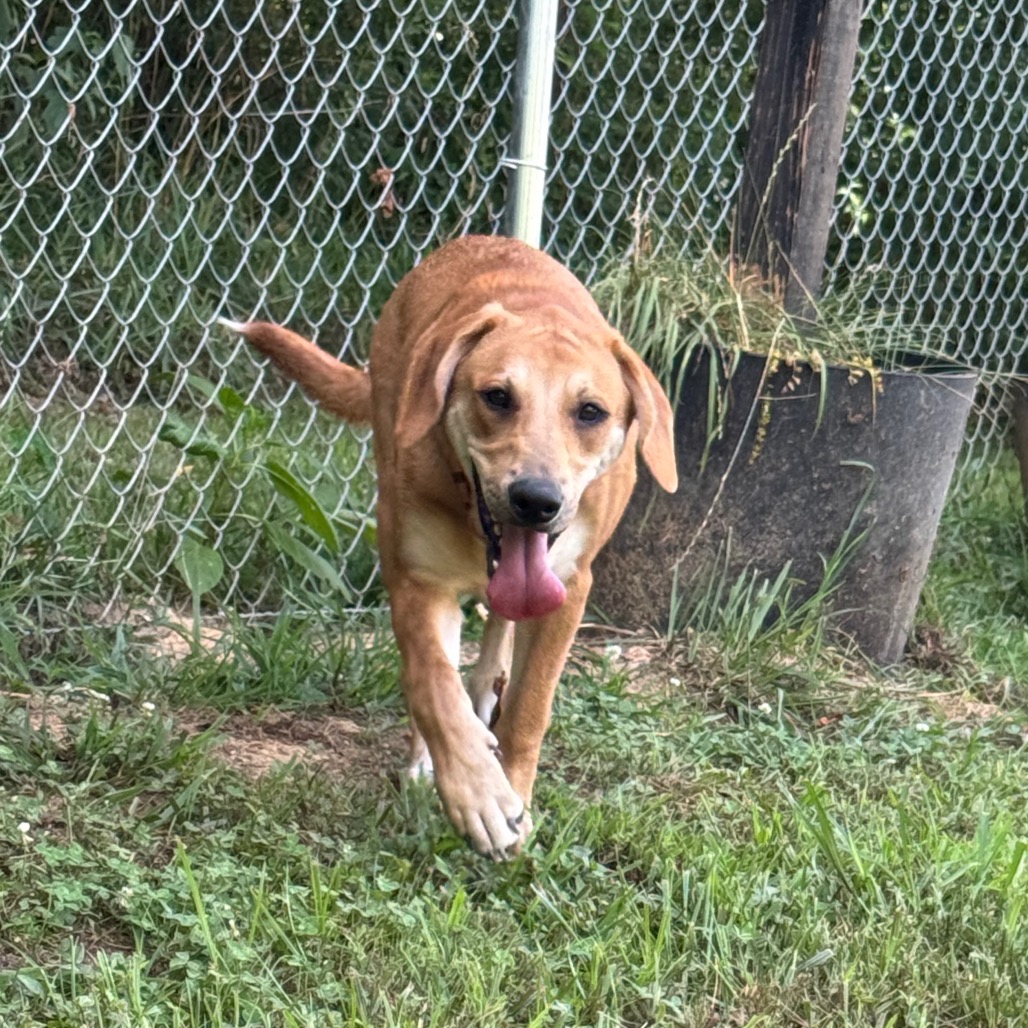 ALPHARETTA - Dottie, photo 7