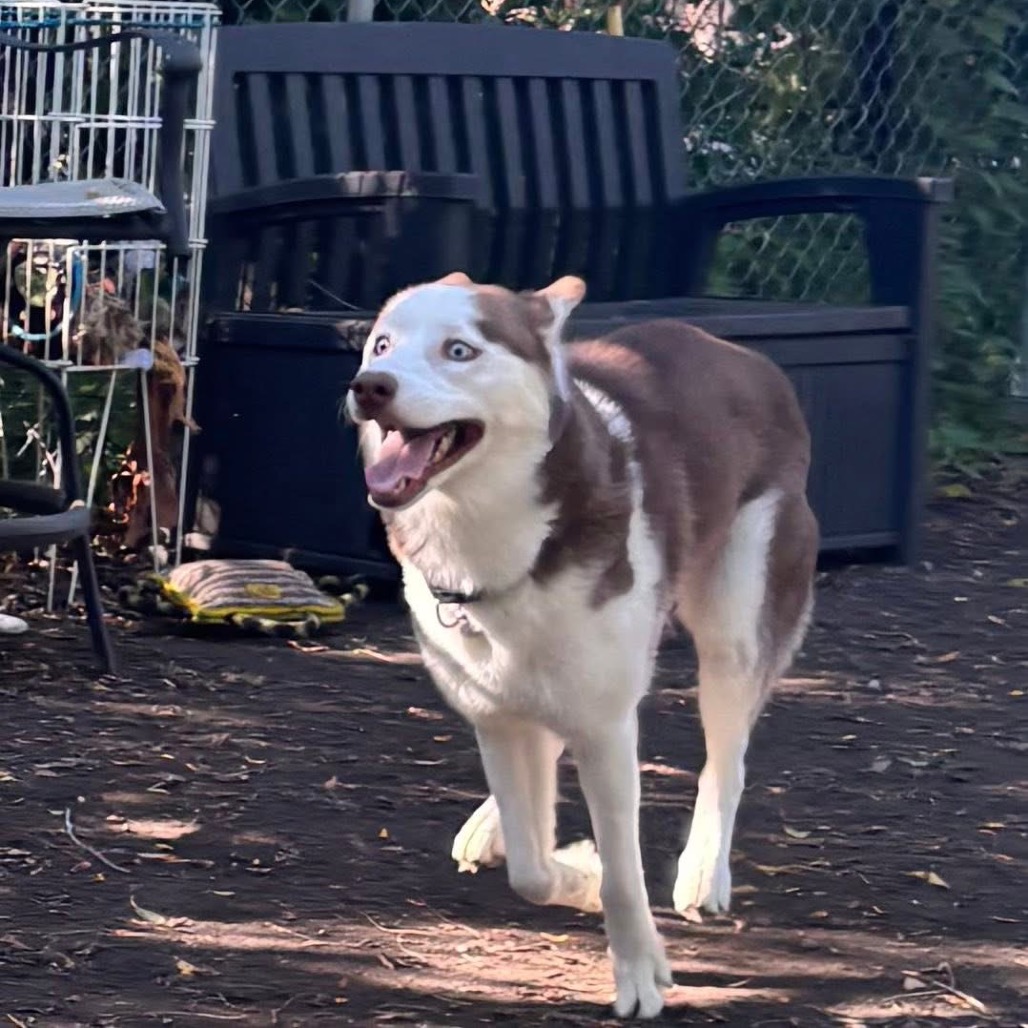 Rose — thumbnail 3