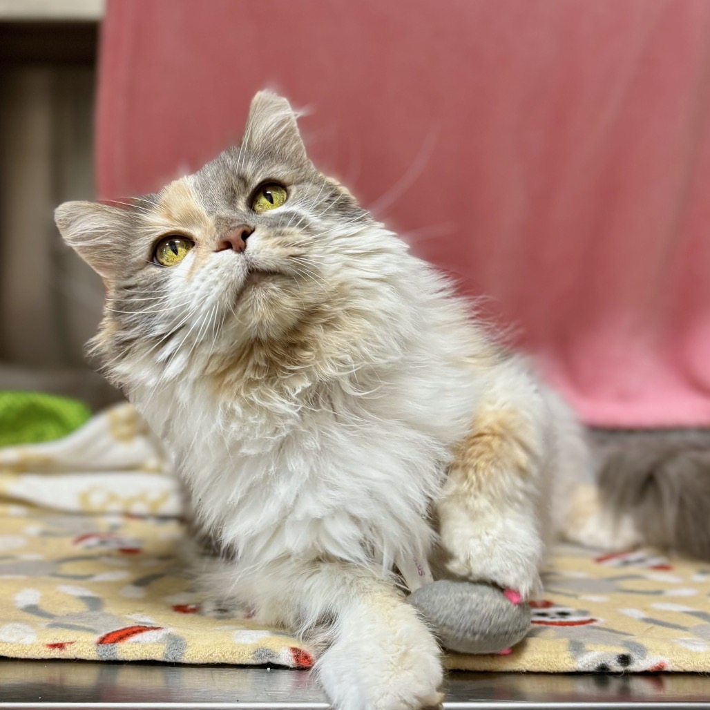 Miss Kitty, photo 6