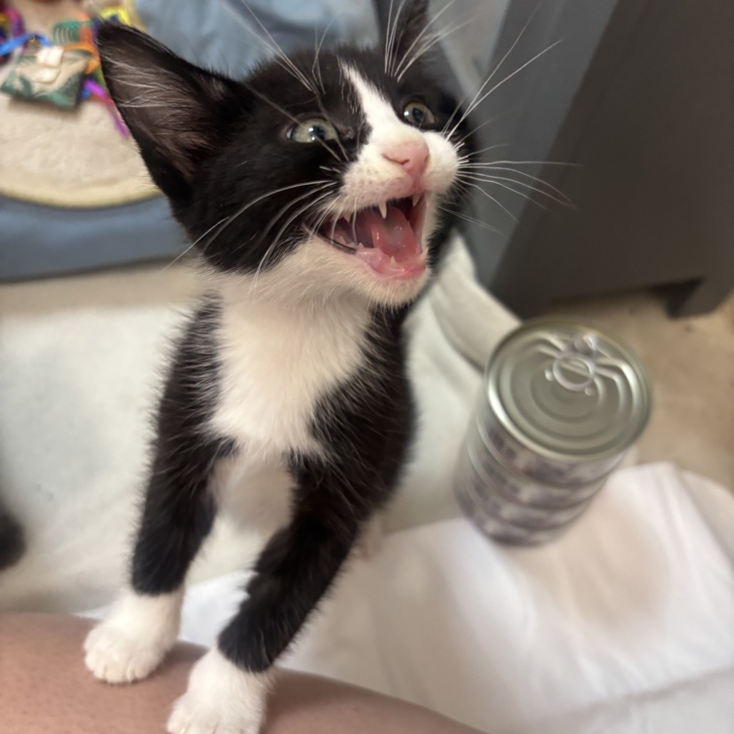 Tuxie C12630
