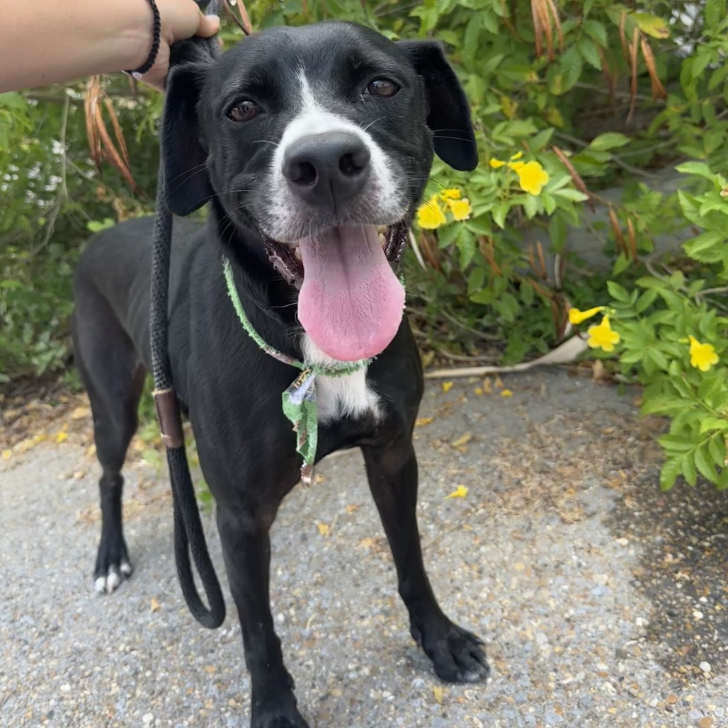Christmas, available for adoption at PVAS