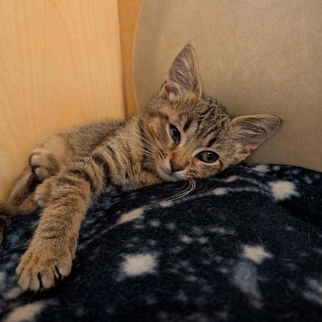 MACADAMIA - Domestic Shorthair available for adoption