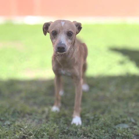 Kennel#5 Chester's preview photo