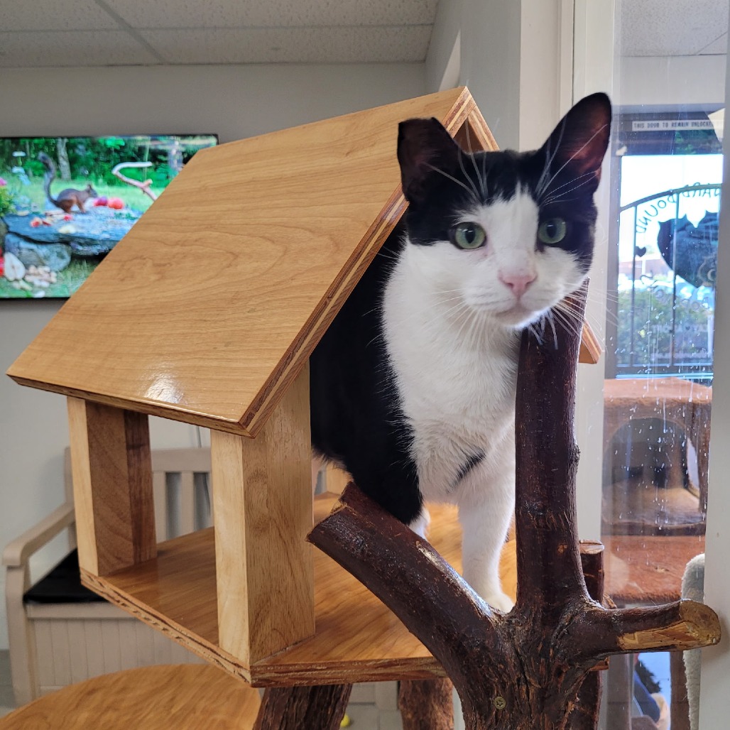 VEE - Domestic Shorthair available for adoption