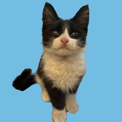 Tusc Stray 81420
