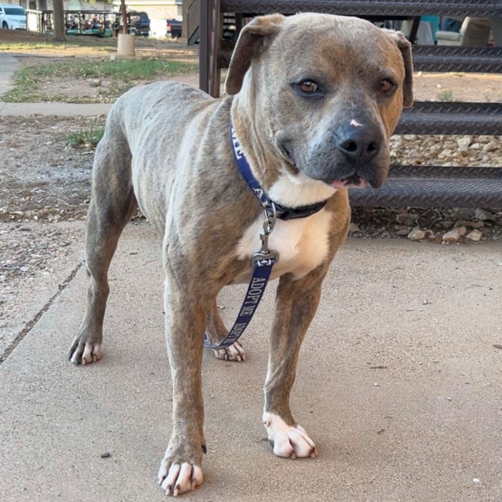 FWT BILLIE (ROCKY) - Terrier / Pit Bull available for adoption