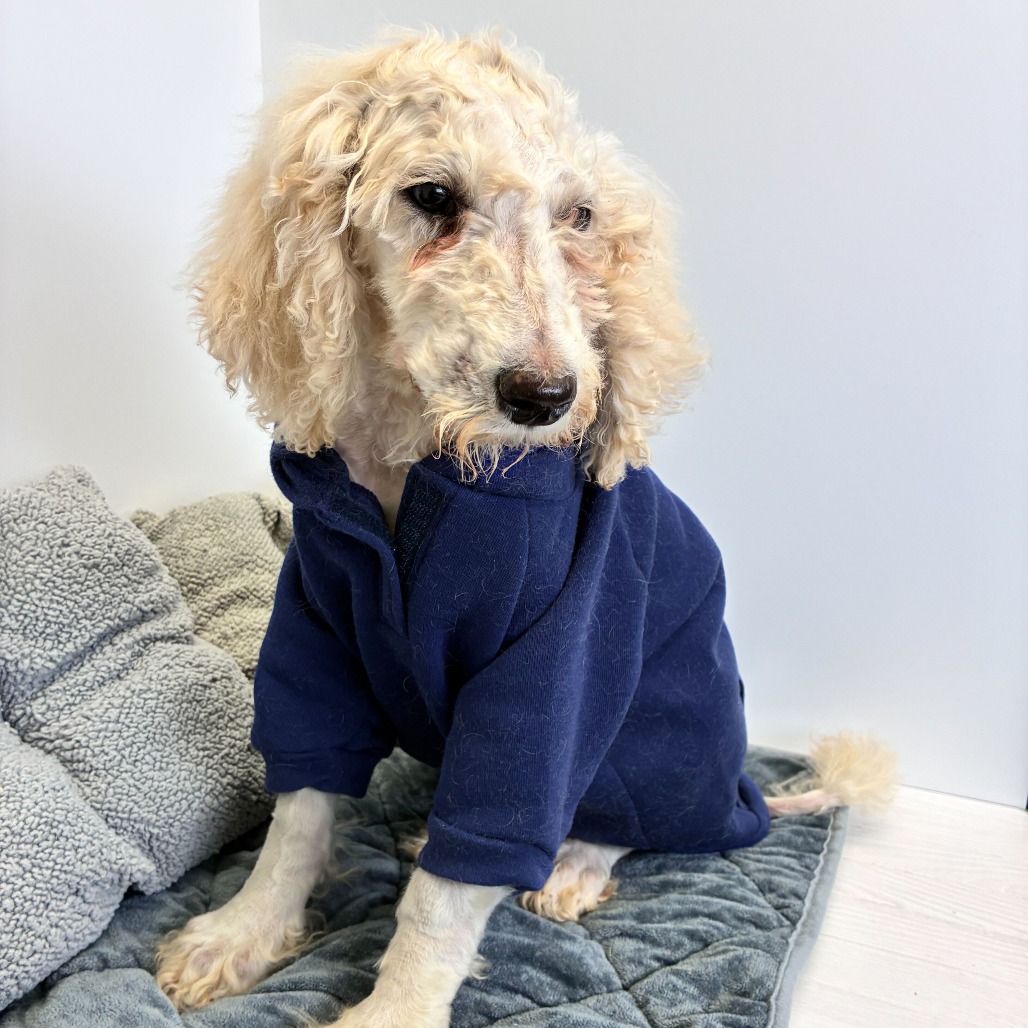 PIP - Poodle / Mixed Breed (Medium) available for adoption