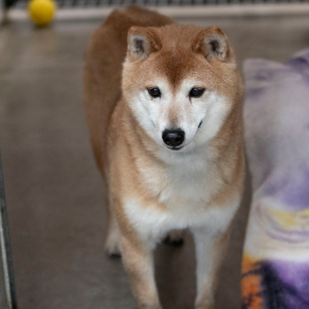 CHEYENNE (MR26-333) - Shiba Inu available for adoption