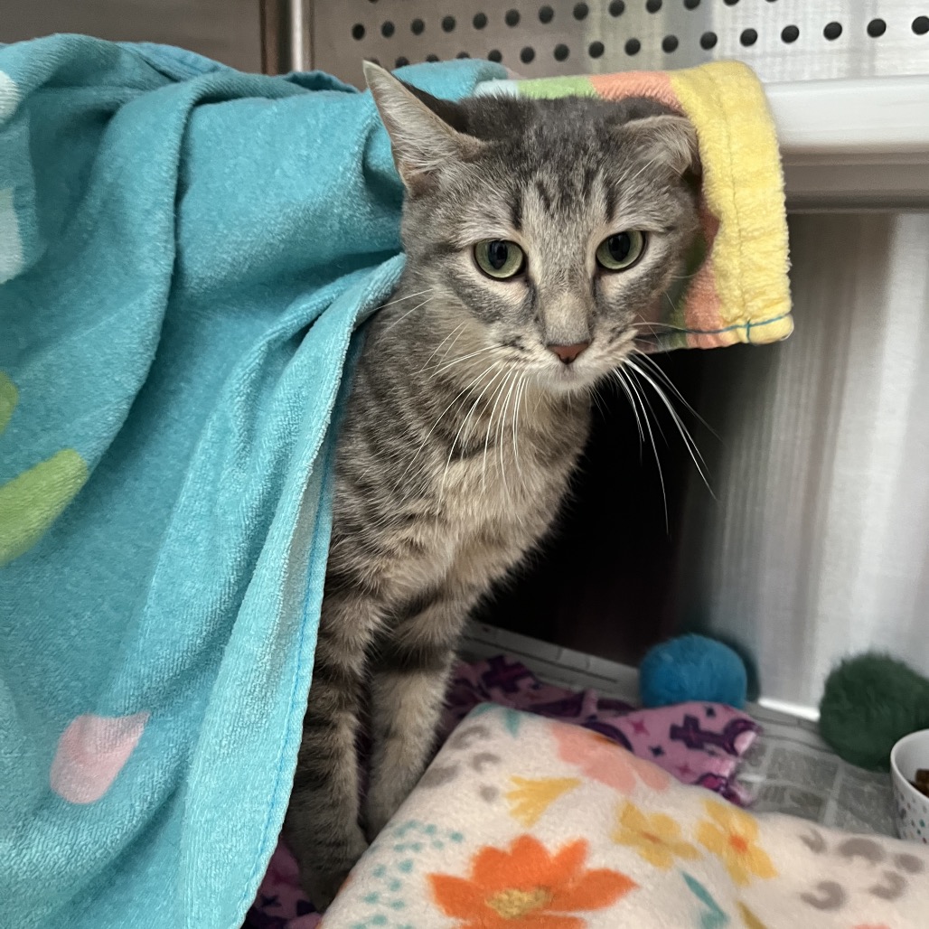 Photo of Gray 3