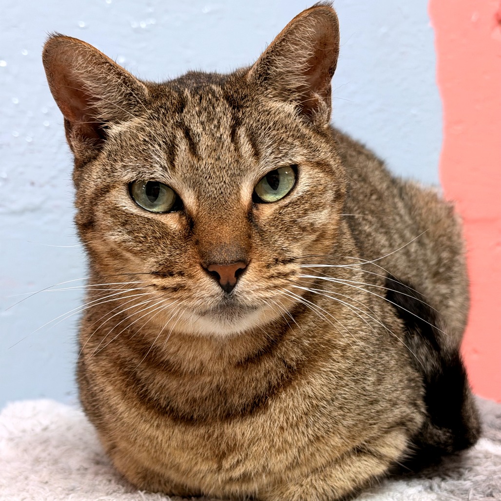 ROGER - Domestic Shorthair for adoption in Fort Lauderdale