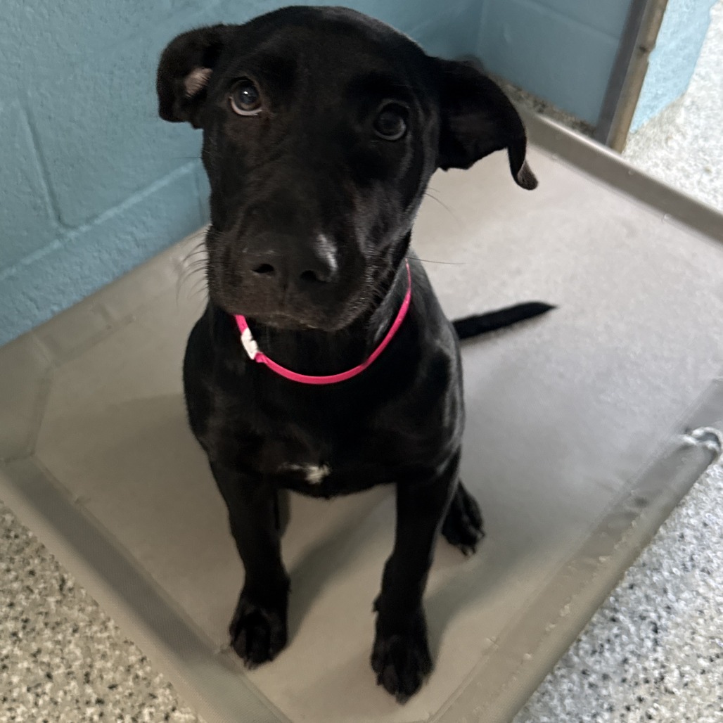SILO - Retriever, Labrador / Mix available for adoption