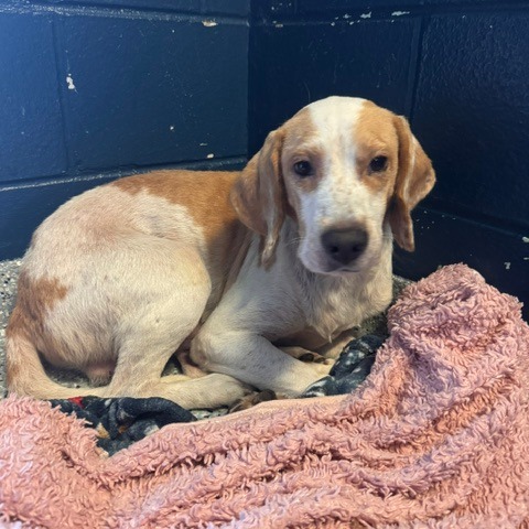 COPPER - Beagle / Mixed Breed (Medium) available for adoption