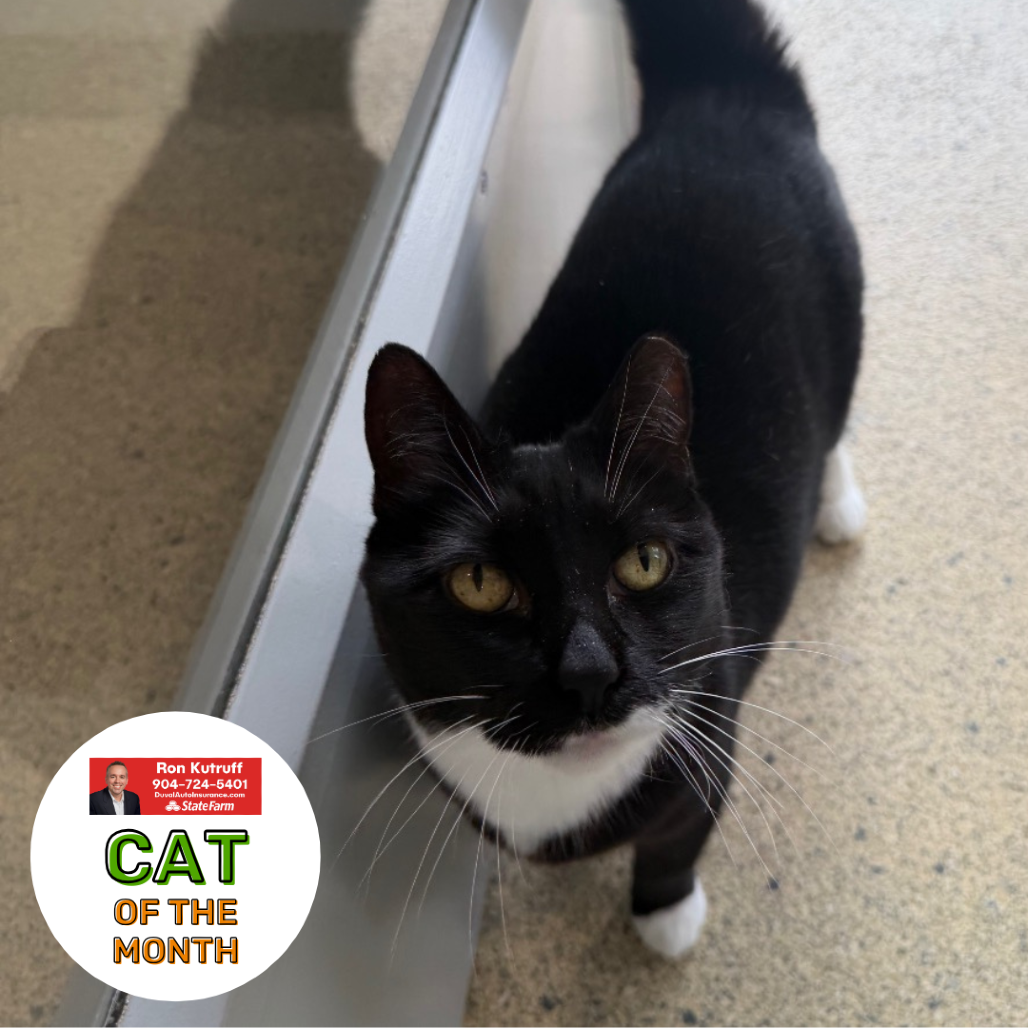 BOOTS - Domestic Shorthair available for adoption