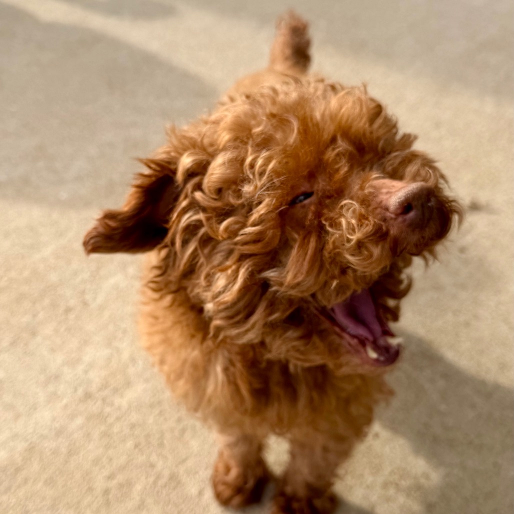 Chase (F26-05), photo 23