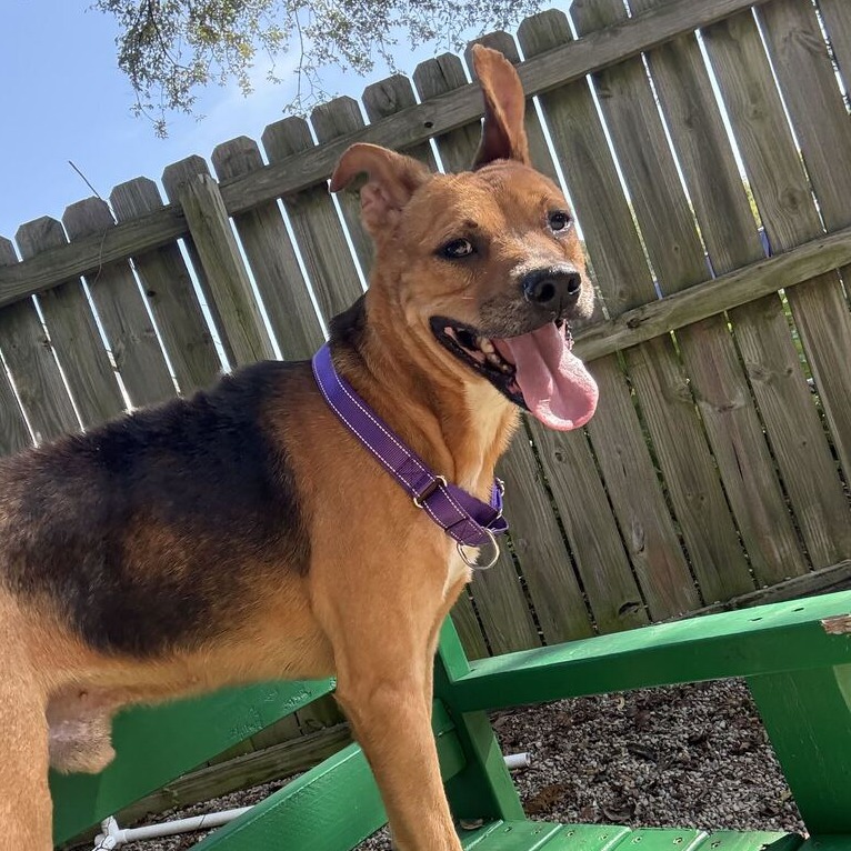 BERNARD - Shepherd / Mixed Breed (Medium) available for adoption